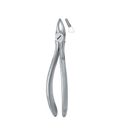 Incisors and Roots 30S